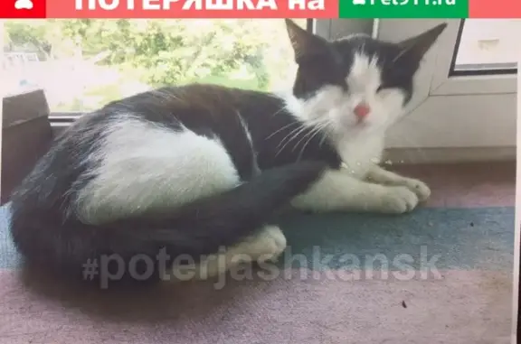 Кошки потеряшки, Новосибирск, фото: Потеряшка кошка в районе по.Калинина, Новосибирск