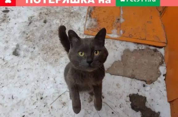 Найдена кошка с раной подмышки в Кукморе, Республика Татарстан