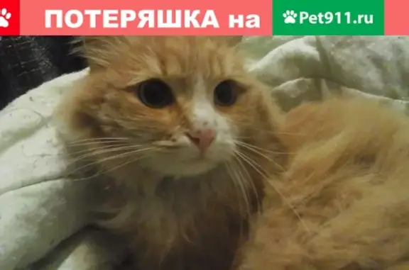 Найдена рыжая кошка на ул. Ворошилова, Серпухов #помогаем_информационно