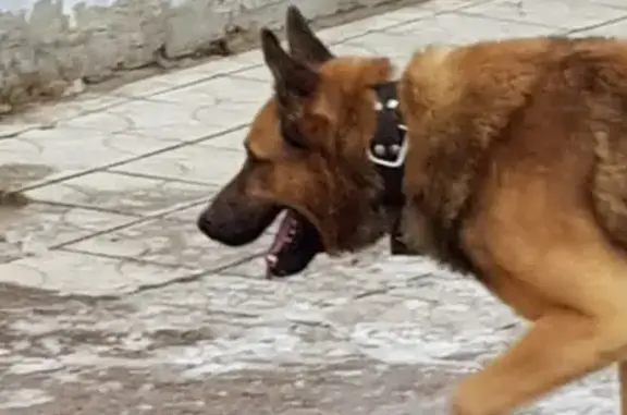 Найдена собака в Торжоке, ищем хозяев!