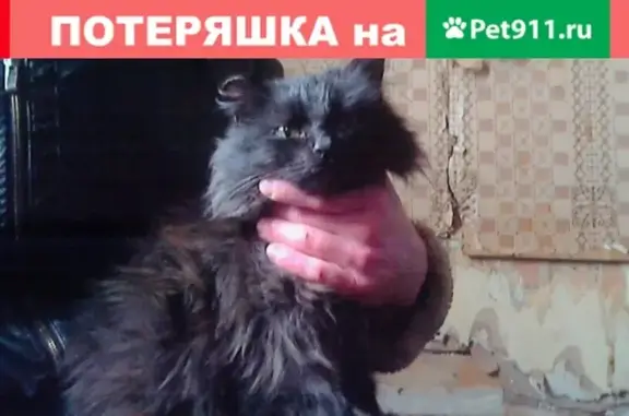 Найдена собака в Верещагино, Пермский край