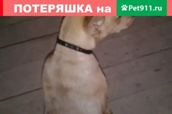 Найдена собака на Стачки-Малиновского