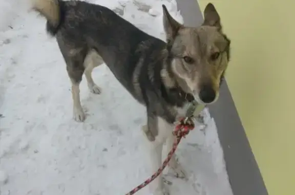 Найдена собака, Рязань, фото: Найдена добрая собака в поселке Снегири