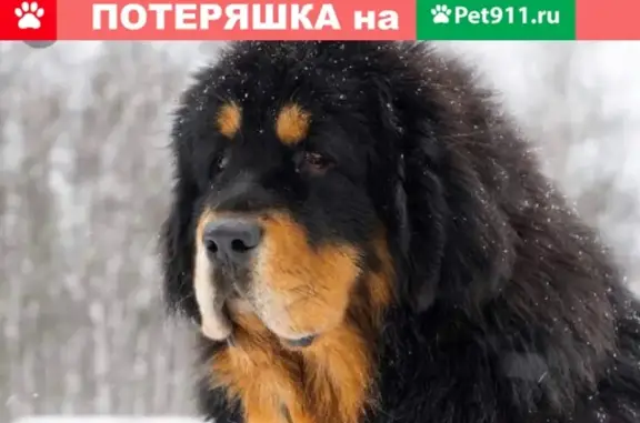Пропала собака в Элках, Железногорск, Курская область
