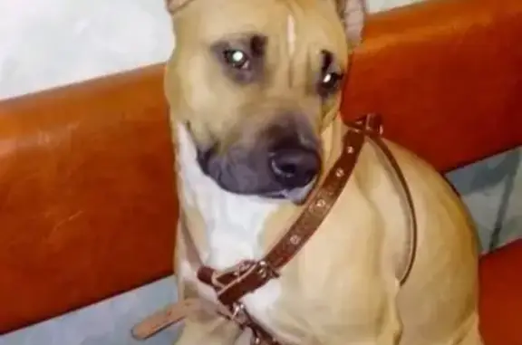 Пропала собака в Верещагино, Пермский край - помогите найти!