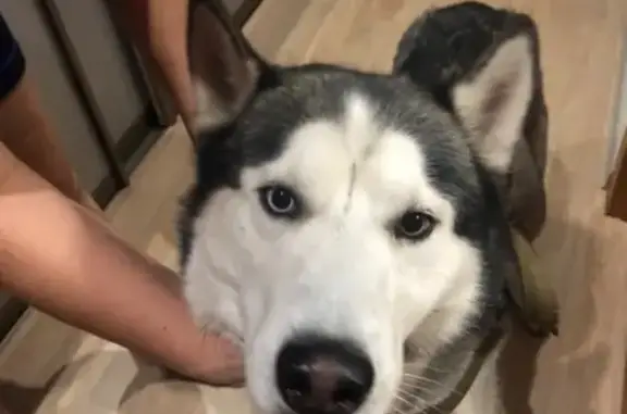 Найдена собака, Челябинск, фото: Найден хаски в Ленинском районе, Челябинск