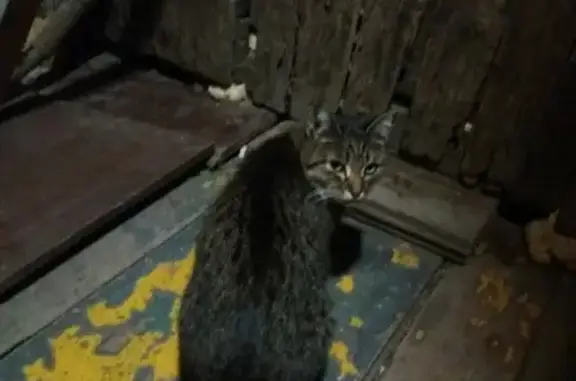Найдена кошка на ул. Глинки 25а в Красноярске