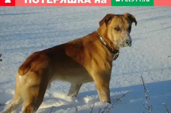 Собаки потеряшки, село Сукромля, фото: Потеряшка собака в лесу у д. Чернавы, Тверская обл.