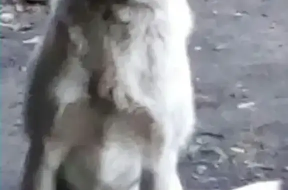 Найдена голодная собака в Кургане - помогите!