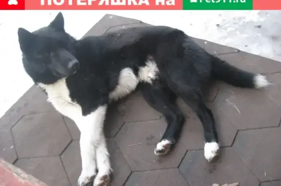 Пропала собака в районе Рассказовка, Москва