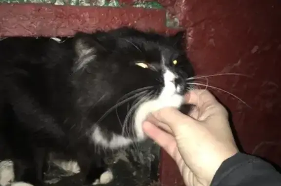 Найдена кошка на Удальцова 47 в Москве