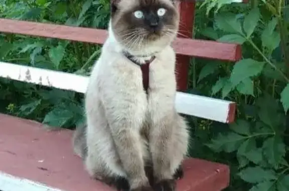 Пропал котик Марсик в д. Комарово, Богородский р-н, вознаграждение гарантируем!