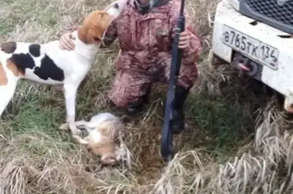 Пропала охотничья собака в Новоаннинском районе, Волгоградская область