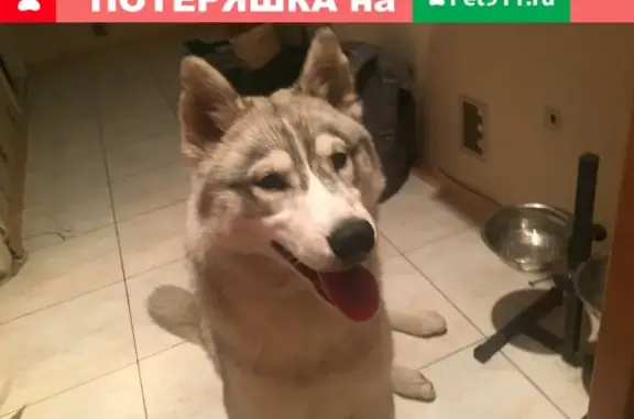 Найдена собака на ул. Николая Музыки, забрали к себе на Проспект Генерала Острякова 33