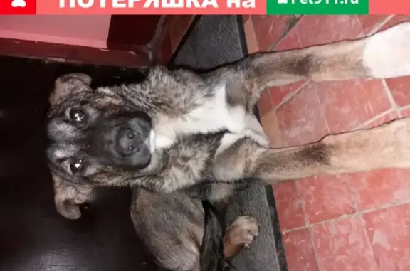 Найдена собака в Кунцево на Можайском шоссе