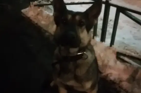 Найдена крупная собака в Люберцах, пр-т Гагарина