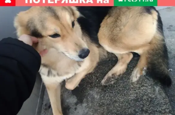 Найдена домашняя собака на ул. Машиностроителей 19