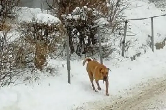 Пропала собака на Рахова/новоузенская, ищем!