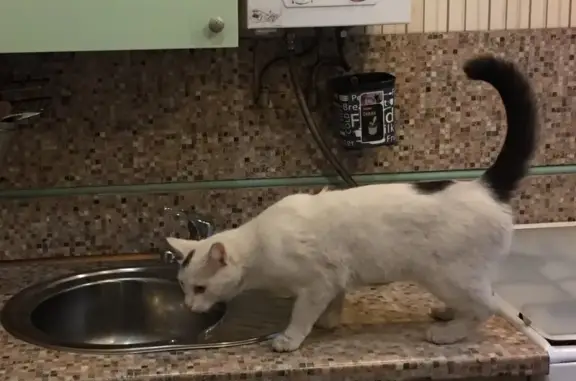 Пропал белый котик в Вахитовском районе Казани