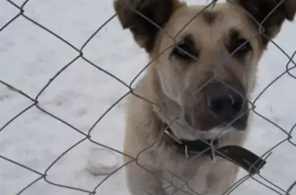 Найдена собака в деревне Лукошкино, Клёновское поселение, Москва