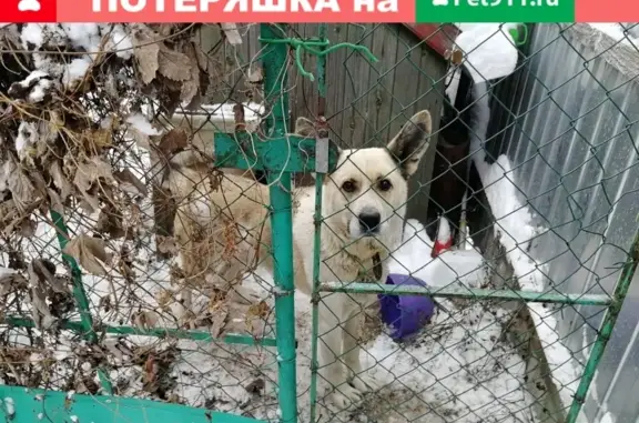 Найдена собака на ул. Санаторная, Алексин