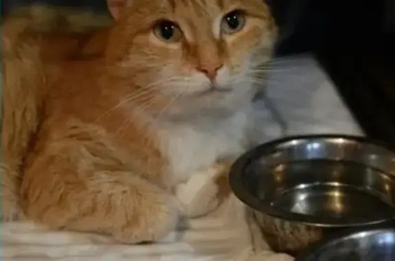 Найден котик Сэм Кинг в Кургане