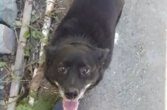 Найдена собака Смолька ищет дом в Кургане