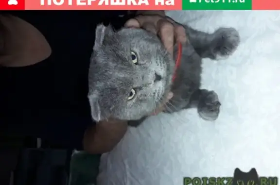 Найдена кошка на ул. Лубянская, 5