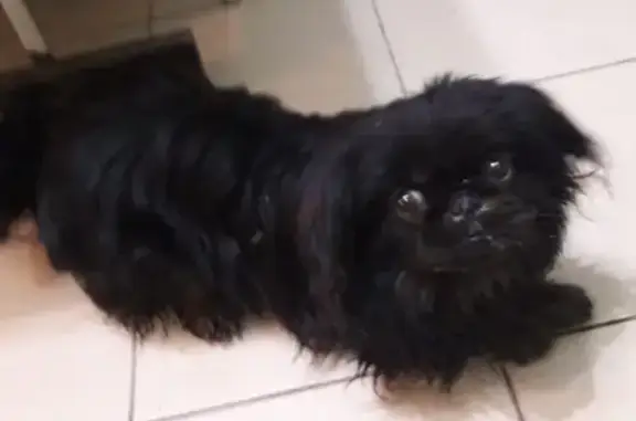 Найдена собака в Майкопе, Республика Адыгея