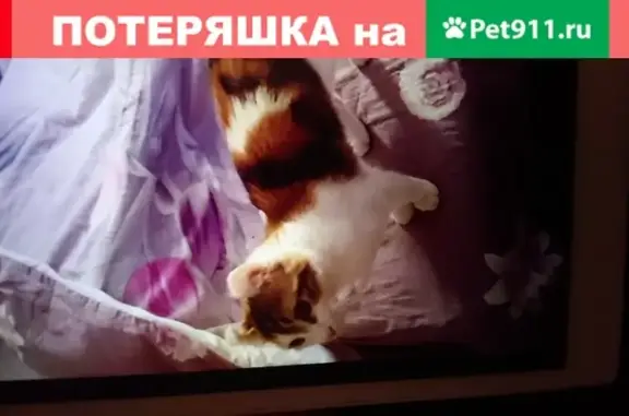 Пропала кошка на улице Руднёвка в Москве