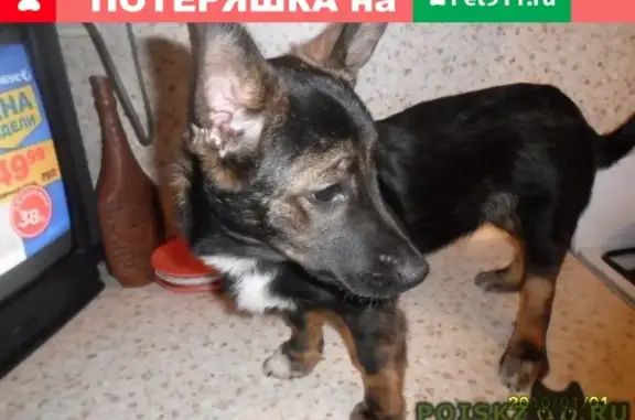 Найден щенок на перекрестке в Кирове