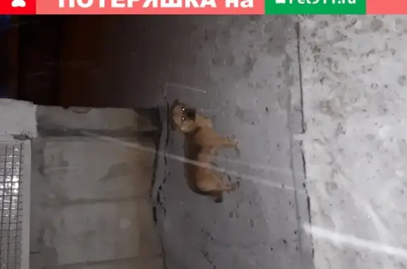 Собака с болячкой ищет дом в Самаре