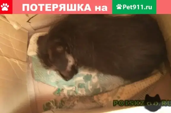Пропала собака Бела в Гомеле, Беларусь