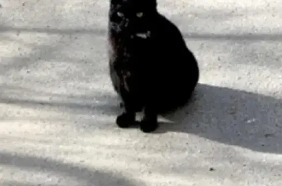 Кошки потеряшки, Санкт-Петербург, фото: Потеряшка кошка Кот на Торжковской, детская площадка, школьницы унесли (СПб)