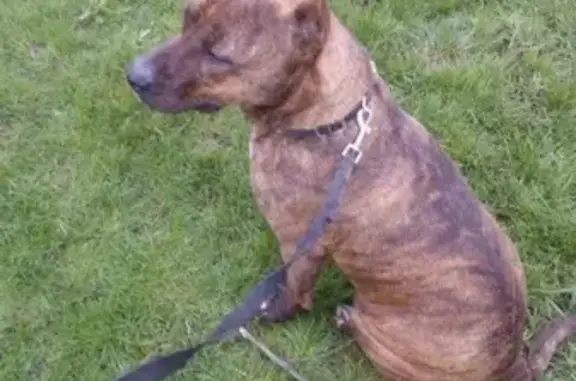 Собаки потеряшки, поселок Манычстрой, фото: Потеряшка собака в пос. Манычстрой, Сальский район