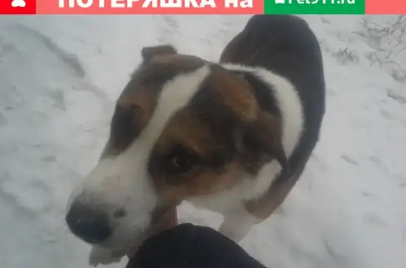Найдена собака в Сосновоборске, Красноярский край