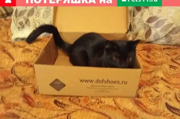 Пропала кошка на пр. Ленина, 103, кв. 221 в Новороссийске