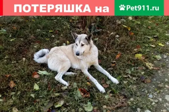 Собаки потеряшки, Иноземцево, фото: Потеряшка собака Лайка в Иноземцево, Ставропольский край