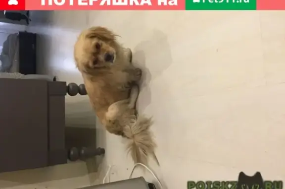 Найдена собака на пр. Сельмаш, Ростов-на-Дону