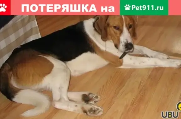 Пропала собака в пос. Александровка, на ошейнике колечко в виде карабинчика.
