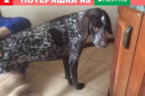 Найдена собака в Пензе с ошейником