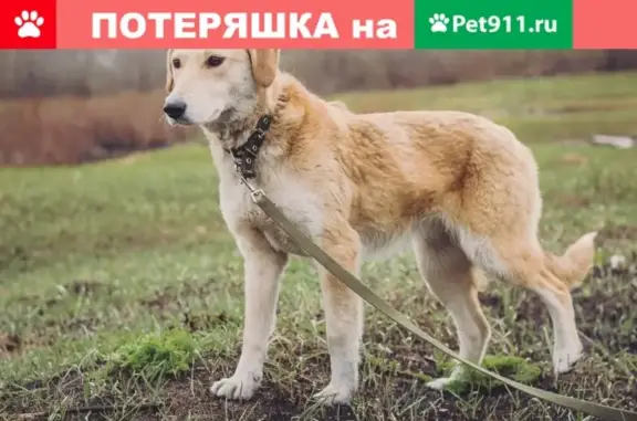 Пропала собака в Новосокольниках, Псковская область