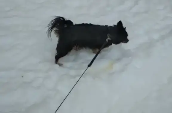 Пропала собака ЧАПА в Ижевске на ул. Кунгурцева