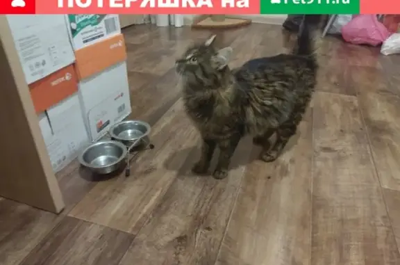 Найдена кошка в районе Караульной, ищет новый дом