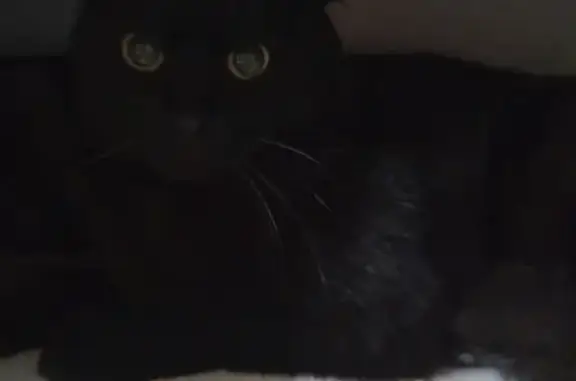 Найдена кошка на Дзержинского 54 в Озерске