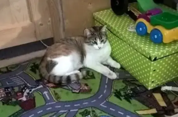 Пропала кошка Лиса в поселке Родники, Московская область