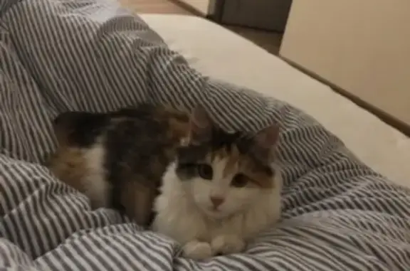 Потерянные животные Малое Исаково, фото: Пропала кошка в Малом Исаково #ПОТЕРЯН_КОТОПЕС39