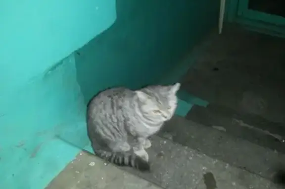 Найдена кошка в Кемерово, микрорайон ФПК