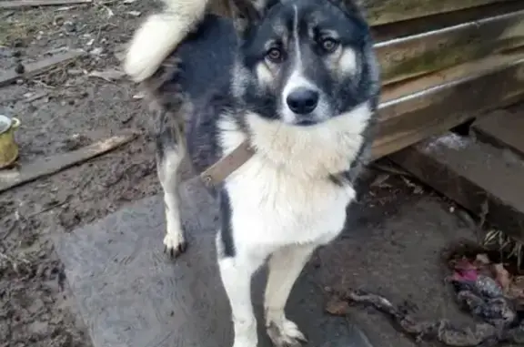 Пропала собака Джек в д. Скорняково, Вологодская область