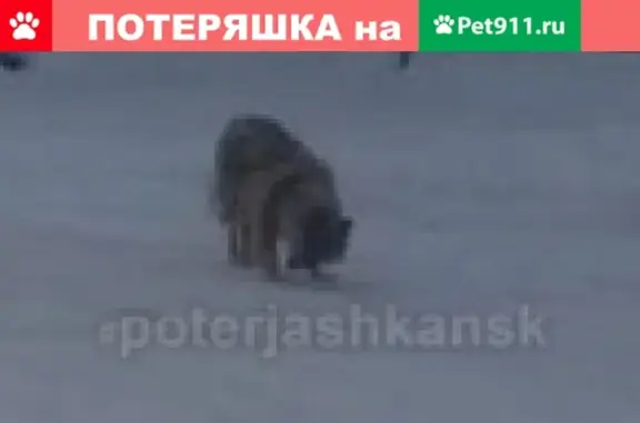 Найдена пушистая собака на ул. Есенина